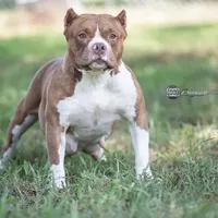 ABKC Lil Red PET HOME ONLY, a female American Bully for sale in Spiro, OK – Photo 1 of 2