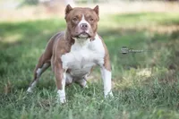 processed/eacb1c44-8436-42e5-8059-18b5da3c2de7/listing/790f5da9-b6f6-4aab-90ed-9202782b6593/7d0236b6-16b8-4ccb-a018-20d3f3e1eece