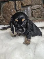 Lexie, a female Cocker Spaniel for sale in Spiro, OK – Photo 3 of 9