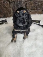 Lexie, a female Cocker Spaniel for sale in Spiro, OK – Photo 5 of 9