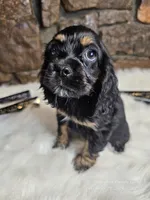 Lexie, a female Cocker Spaniel for sale in Spiro, OK – Photo 8 of 9