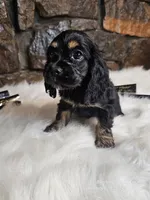 Lexie, a female Cocker Spaniel for sale in Spiro, OK – Photo 1 of 9