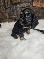 Lexie, a female Cocker Spaniel for sale in Spiro, OK – Photo 6 of 9