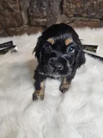 Lexie, a female Cocker Spaniel for sale in Spiro, OK – Photo 2 of 9