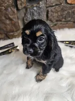 Lexie, a female Cocker Spaniel for sale in Spiro, OK – Photo 9 of 9