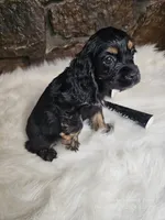 Lexie, a female Cocker Spaniel for sale in Spiro, OK – Photo 4 of 9