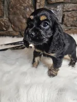Lexie, a female Cocker Spaniel for sale in Spiro, OK – Photo 7 of 9