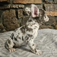 Zinnia, a female French Bulldog for sale in Spiro, OK – Photo 3 of 10