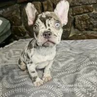 Zinnia, a female French Bulldog for sale in Spiro, OK – Photo 8 of 10