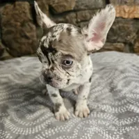 Zinnia, a female French Bulldog for sale in Spiro, OK – Photo 1 of 10