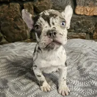 Zinnia, a female French Bulldog for sale in Spiro, OK – Photo 6 of 10