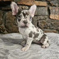 Zinnia, a female French Bulldog for sale in Spiro, OK – Photo 5 of 10