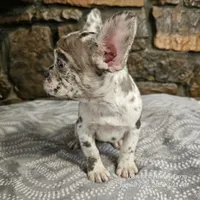 Zinnia, a female French Bulldog for sale in Spiro, OK – Photo 2 of 10