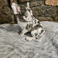 Zinnia, a female French Bulldog for sale in Spiro, OK – Photo 10 of 10