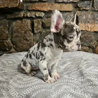 Zinnia, a female French Bulldog for sale in Spiro, OK – Photo 4 of 10