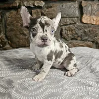Zinnia, a female French Bulldog for sale in Spiro, OK – Photo 9 of 10