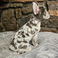 Zinnia, a female French Bulldog for sale in Spiro, OK – Photo 7 of 10