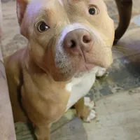 ABKC Poison Ivy  PET HOME ONLY, a female American Bully for sale in Spiro, OK – Photo 6 of 10