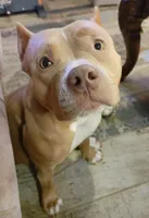 ABKC Poison Ivy  PET HOME ONLY, a female American Bully for sale in Spiro, OK – Photo 6 of 10