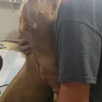 ABKC Poison Ivy  PET HOME ONLY, a female American Bully for sale in Spiro, OK – Photo 4 of 10