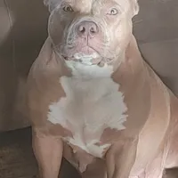 ABKC Poison Ivy  PET HOME ONLY, a female American Bully for sale in Spiro, OK – Photo 3 of 10