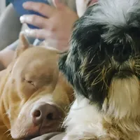 ABKC Poison Ivy  PET HOME ONLY, a female American Bully for sale in Spiro, OK – Photo 9 of 10