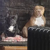 ABKC Poison Ivy  PET HOME ONLY, a female American Bully for sale in Spiro, OK – Photo 7 of 10