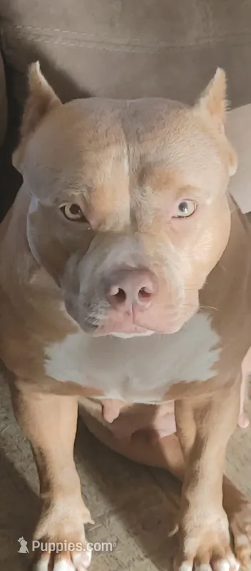 ABKC Poison Ivy  PET HOME ONLY