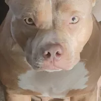 ABKC Poison Ivy  PET HOME ONLY, a female American Bully for sale in Spiro, OK – Photo 1 of 10