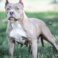 ABKC Poison Ivy  PET HOME ONLY, a female American Bully for sale in Spiro, OK – Photo 2 of 10