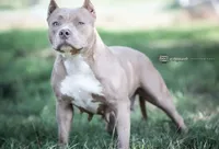 ABKC Poison Ivy  PET HOME ONLY, a female American Bully for sale in Spiro, OK – Photo 2 of 10