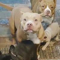 ABKC Poison Ivy  PET HOME ONLY, a female American Bully for sale in Spiro, OK – Photo 8 of 10