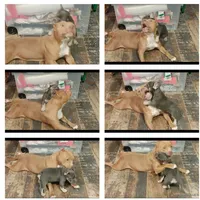 ABKC Poison Ivy  PET HOME ONLY, a female American Bully for sale in Spiro, OK – Photo 5 of 10