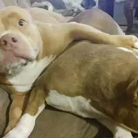 ABKC Poison Ivy  PET HOME ONLY, a female American Bully for sale in Spiro, OK – Photo 10 of 10