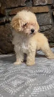 Anne, a female Poodle - Miniature  for sale in Spiro, OK – 8 of 10