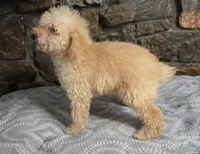 Andy, a male Poodle - Miniature  for sale in Spiro, OK – 9 of 10