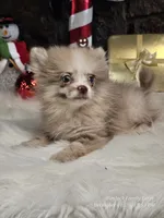 Dusty, a male Pomeranian for sale in Spiro, OK – Photo 4 of 5