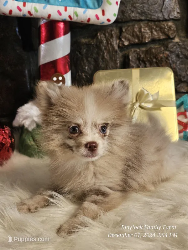 Dusty, a male Pomeranian for sale in Spiro, OK – Photo 1 of 5