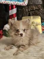 Dusty, a male Pomeranian for sale in Spiro, OK – Photo 1 of 5