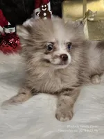 Dusty, a male Pomeranian for sale in Spiro, OK – Photo 5 of 5