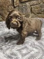 Ziggy, a male Cocker Spaniel for sale in Spiro, OK – Photo 4 of 4