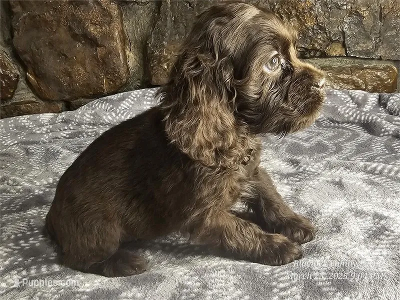 Ziggy, a male Cocker Spaniel for sale in Spiro, OK – Photo 1 of 4