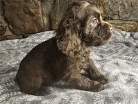 Ziggy, a male Cocker Spaniel for sale in Spiro, OK – Photo 1 of 4