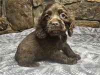 Ziggy, a male Cocker Spaniel for sale in Spiro, OK – Photo 3 of 4