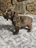 Ziggy, a male Cocker Spaniel for sale in Spiro, OK – Photo 2 of 4