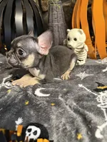 Jack, a male French Bulldog for sale in Spiro, OK – 2 of 7