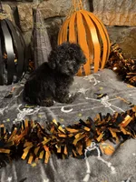 Mikey, a male Poodle - Toy  for sale in Spiro, OK – 3 of 5