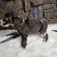 Heath, a male Cocker Spaniel for sale in Spiro, OK – Photo 5 of 6
