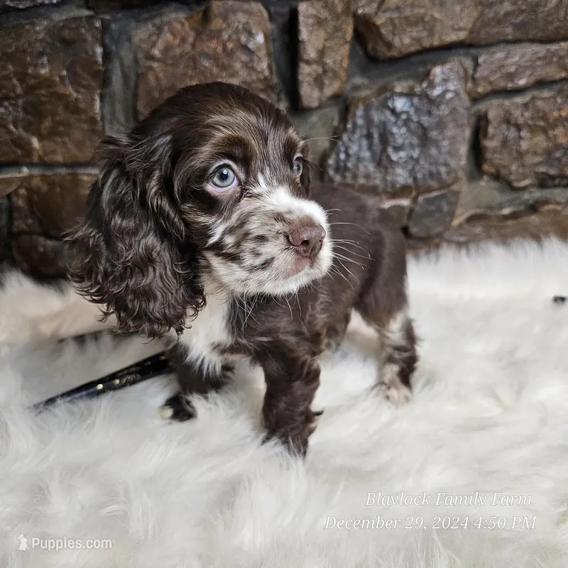 Heath, a male Cocker Spaniel for sale in Spiro, OK – Photo 1 of 6