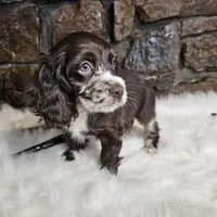 Heath, a male Cocker Spaniel for sale in Spiro, OK – Photo 1 of 6